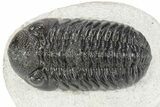 Detailed Morocops Trilobite - Ofaten, Morocco #341175-2